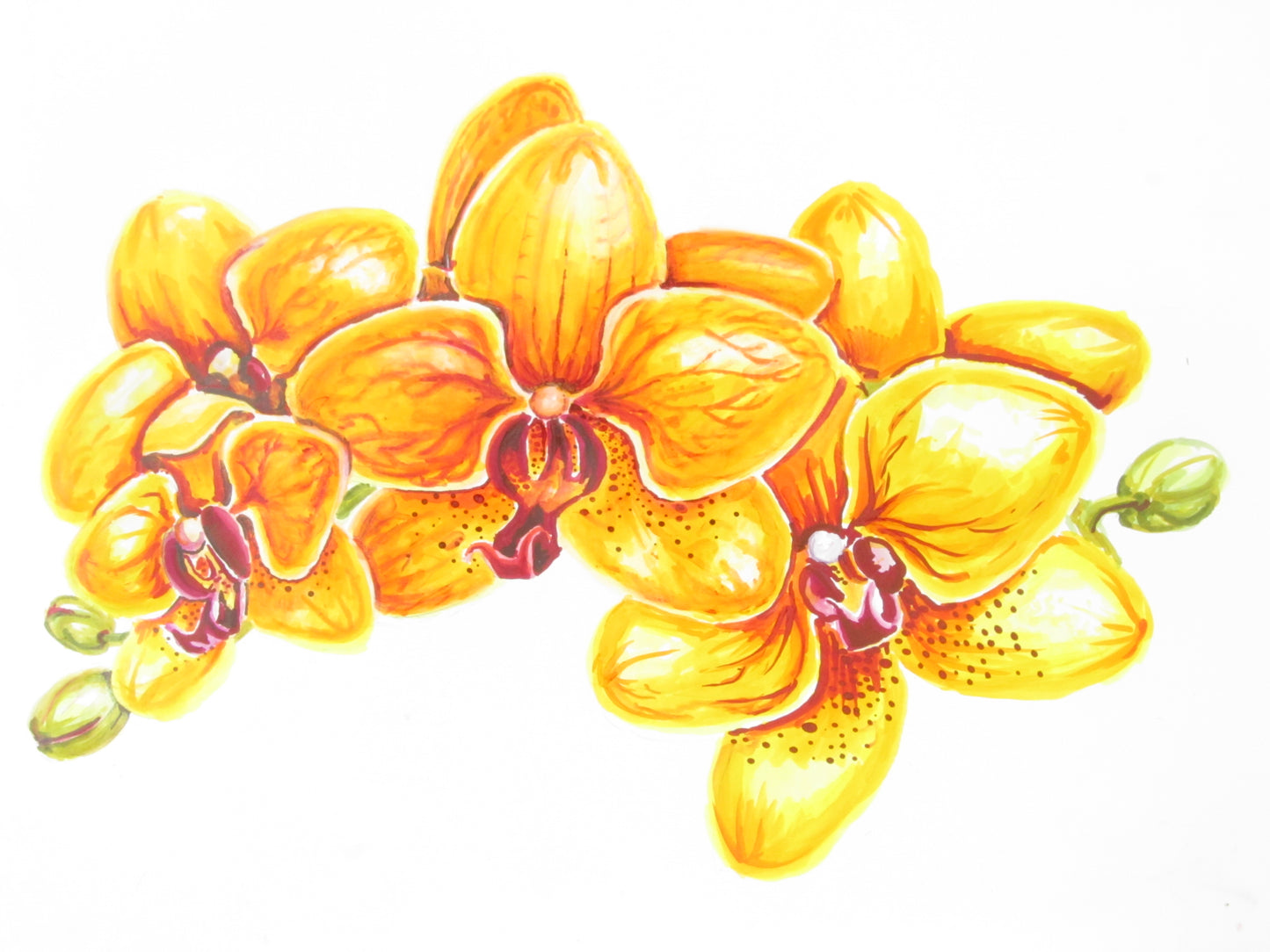 Yellow orchids - Blank Greeting Cards