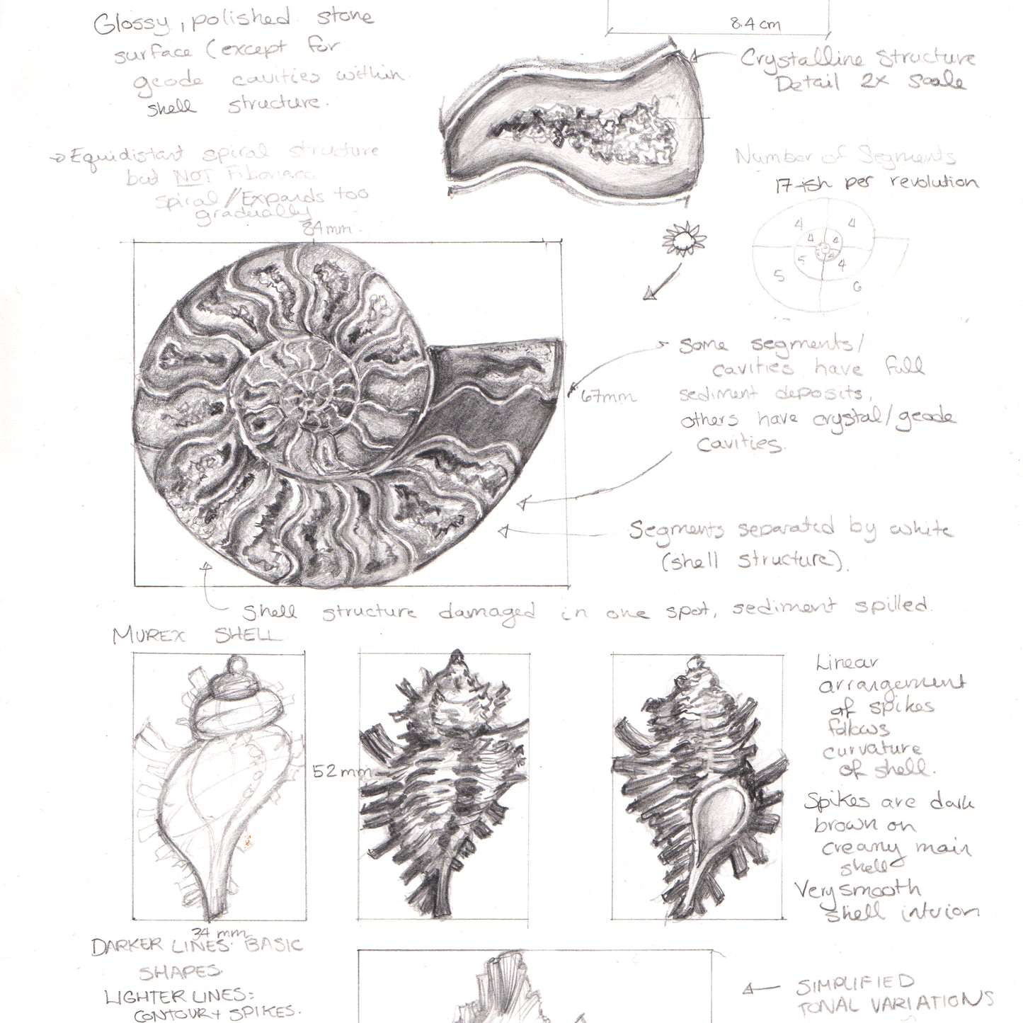 Ammonite Shell