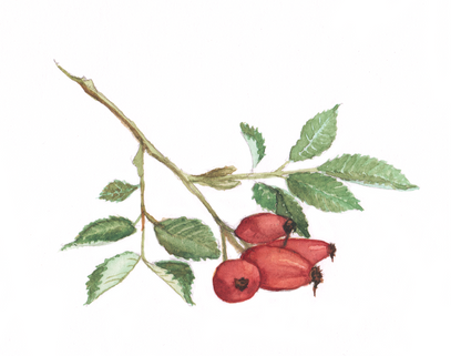 Occasion Card (Rosehips)