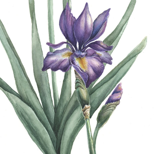 Roth-Memorial-Paintings-Iris