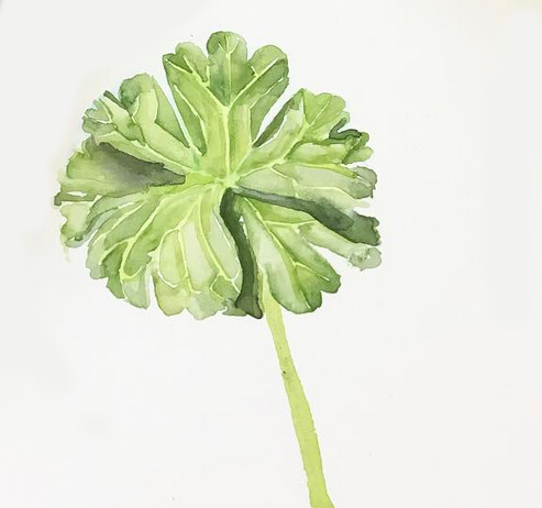 Daily Leaf 138