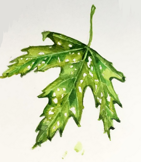 Daily Leaf 146