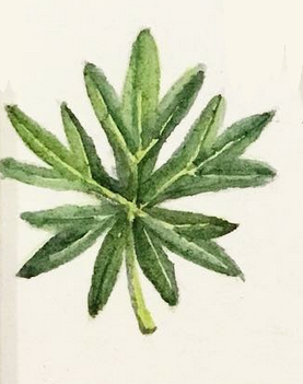 Daily Leaf 171