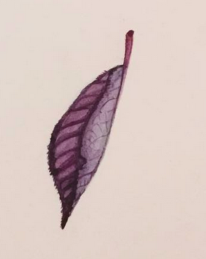 Daily Leaf 180