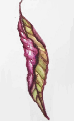 Daily Leaf 203