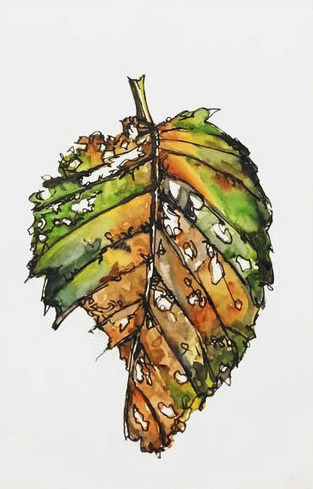 Daily Leaf 229