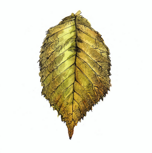 Daily Leaf 291