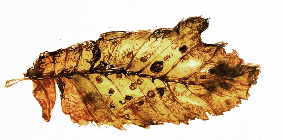 Daily Leaf 296