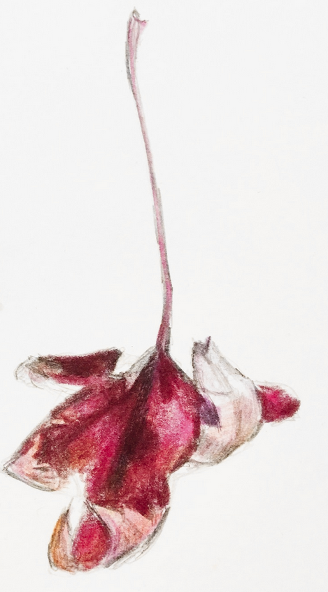 Daily Leaf 294