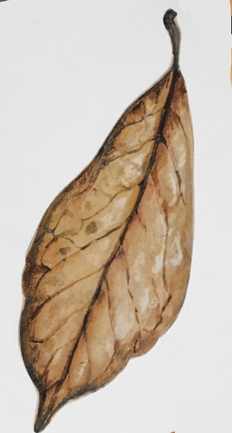 Daily Leaf 301