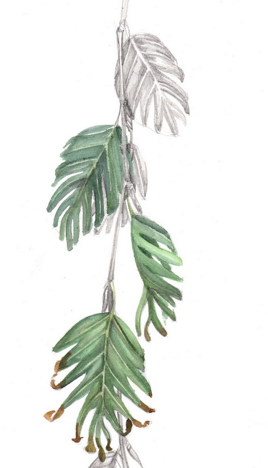 Daily Leaf 302-304