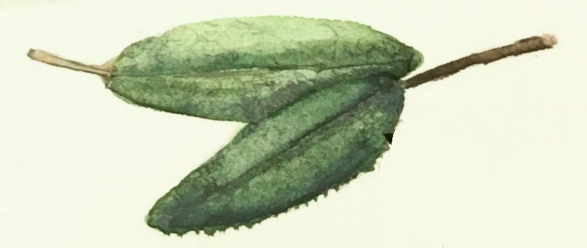 Daily Leaf 313-314