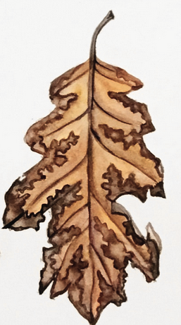 Daily Leaf 329