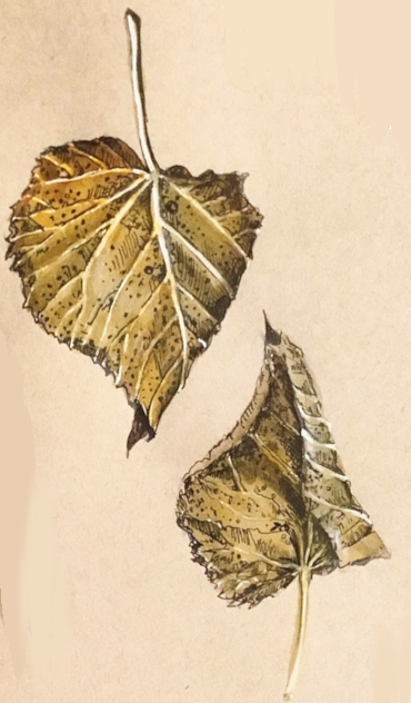 Daily Leaf 333-334