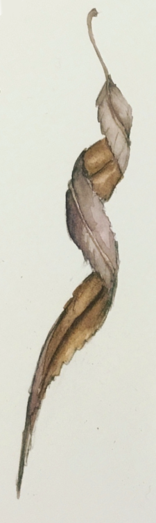 Daily Leaf 335