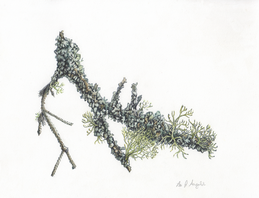 Early Explorations, Balsam Fir (Abies balsamea) , 2017 (Reworked 2024)