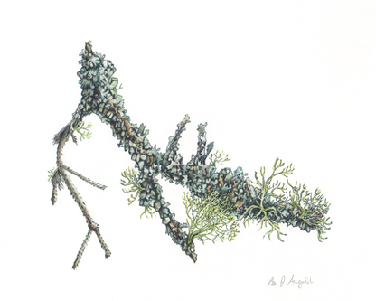 Limited Edition Prints Balsam Fir