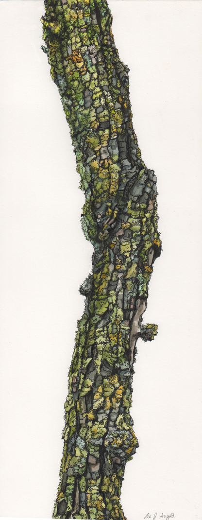 Early Explorations - Norway Maple (Acer platanoides)