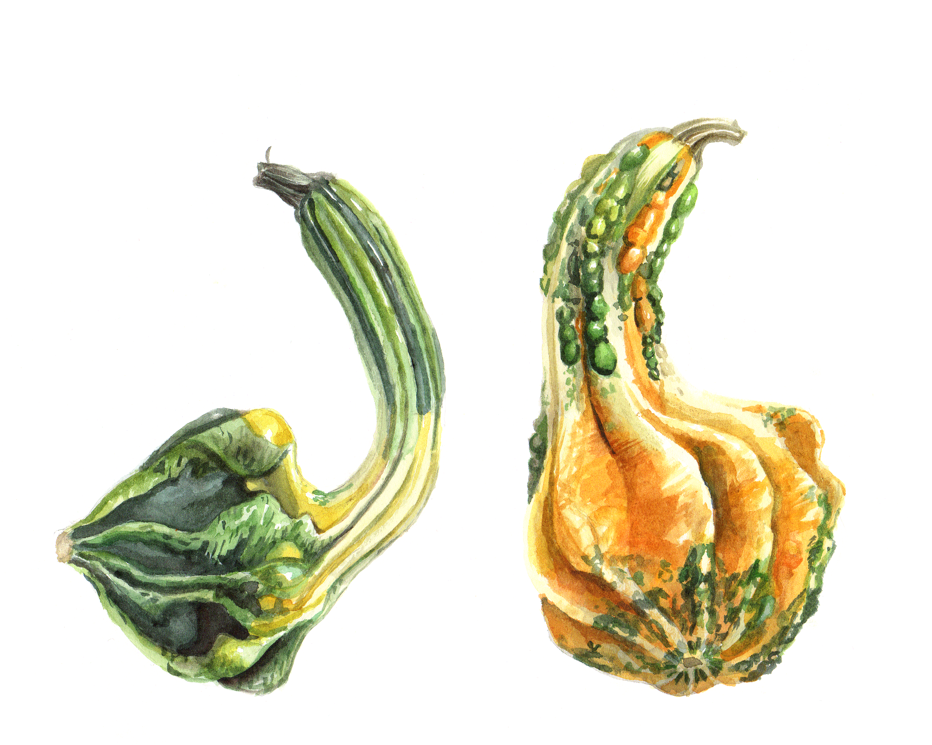 Watercolour painting of two decorative gourds